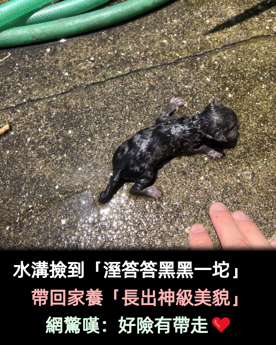 水溝撿到「溼答答黑黑一坨」 帶回家竟養出「神級美貌」網羨慕:也想撿一隻~