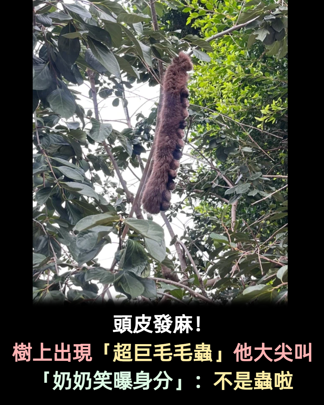 頭皮發麻！樹上出現「超巨毛毛蟲」他抬頭看秒嚇壞　大尖叫「狂冒雞皮疙瘩」奶奶笑翻：不是蟲啦