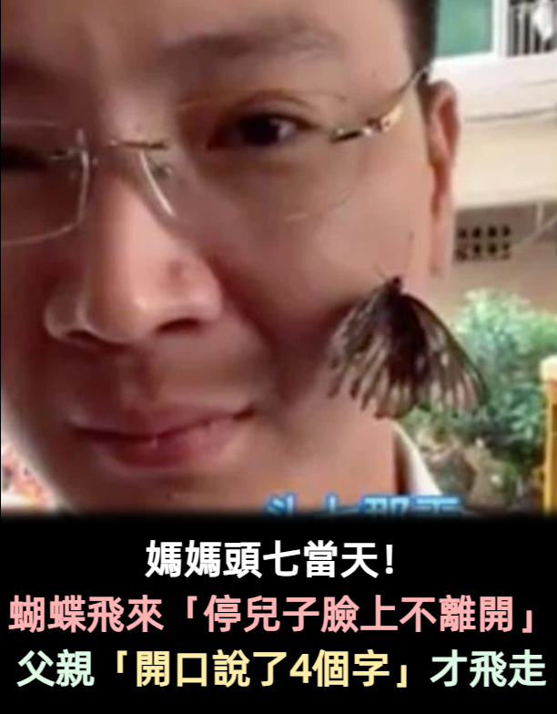 母親頭七當天!「一隻蝴蝶」在兒子臉上不願離去 當父輕念「一句話」才願離開:兒崩潰大哭