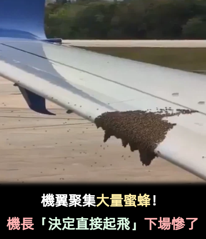 機翼全是蜜蜂！機長「決定直接起飛」下一幕旅客嚇呆