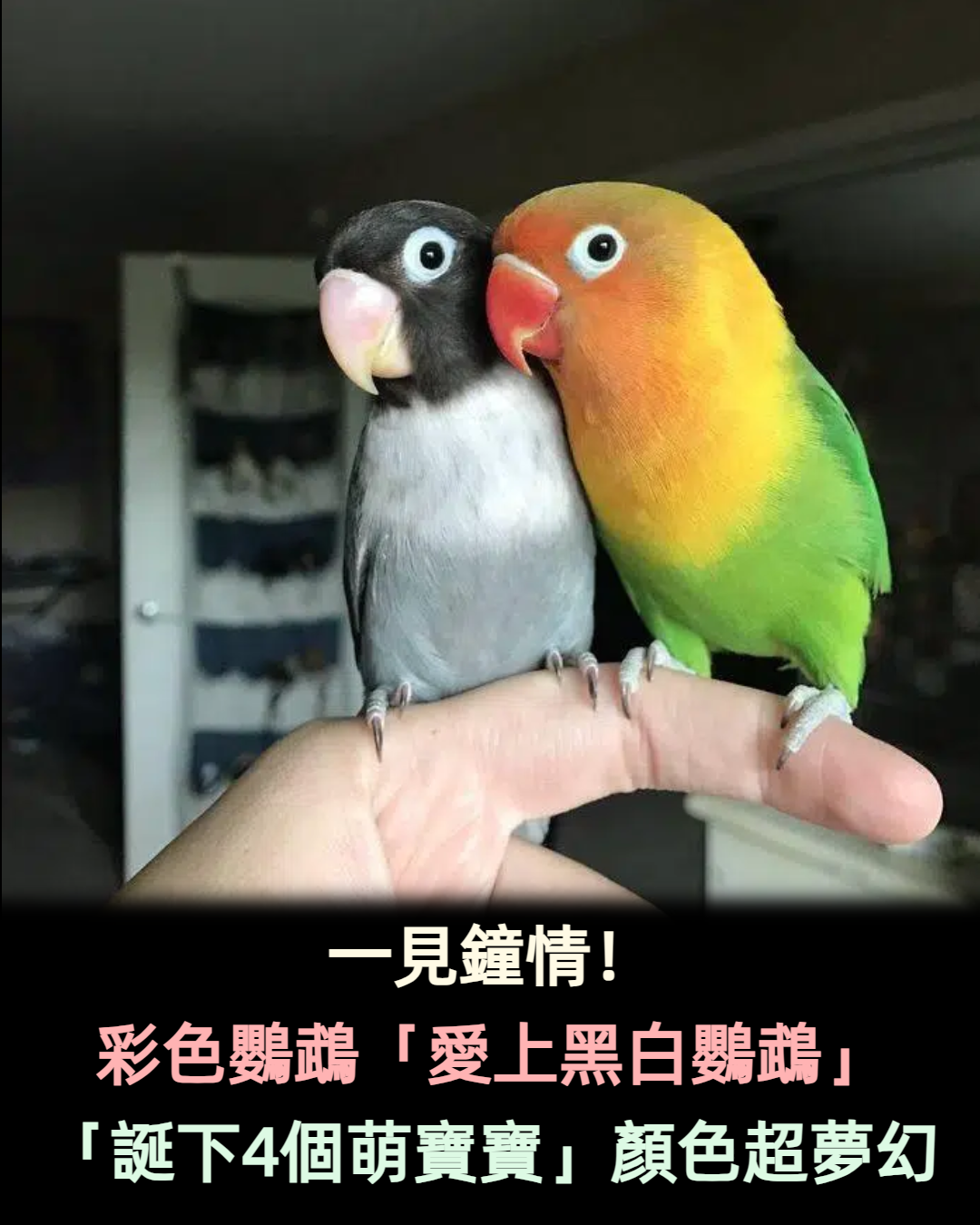 鳥界的命定愛情！彩色鸚鵡「對黑白女友一見鐘情」　幸福成家「誕下4個萌萌寶寶」顏色超夢幻❤️