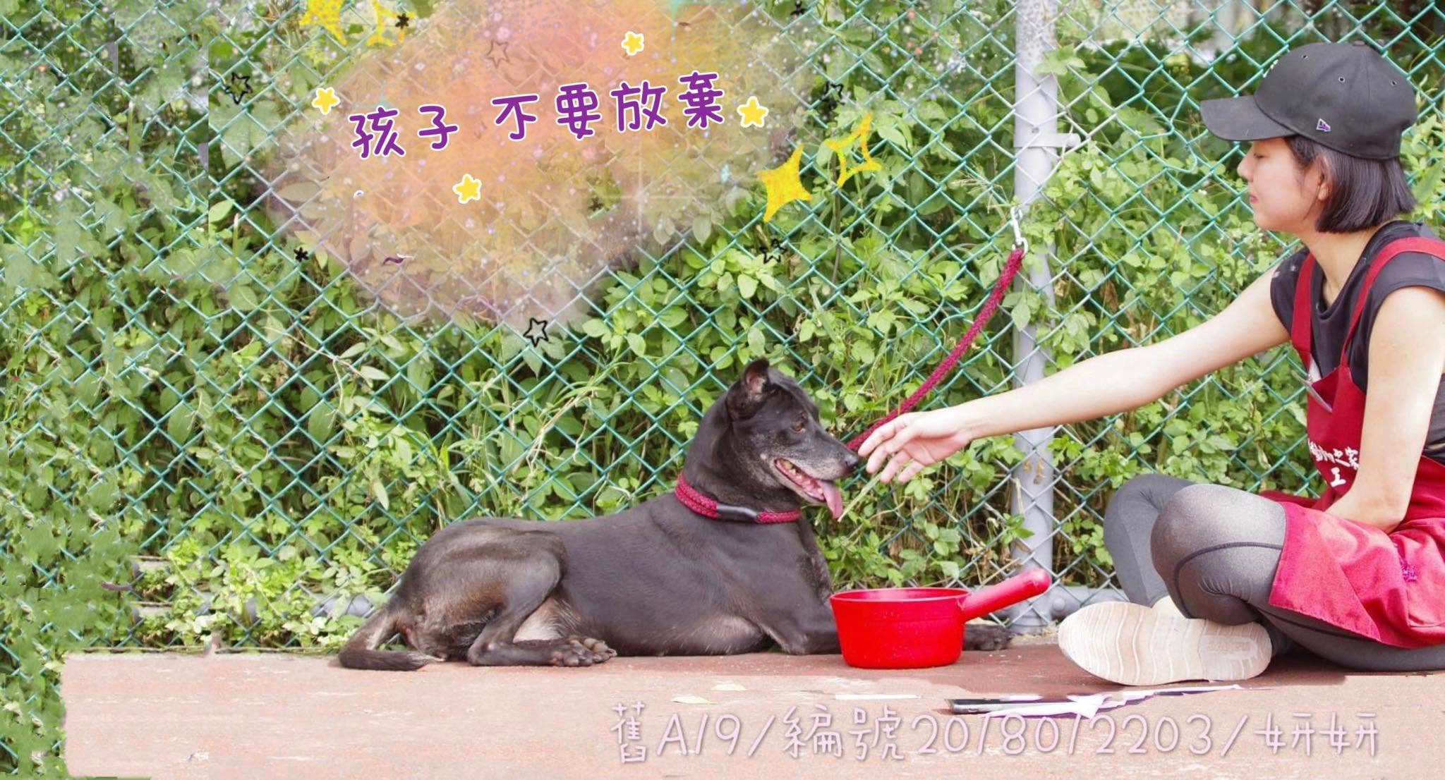 不惜槓上地方首長！米可白「為受虐犬發聲」公開點名他　遭疑蹭流量「她霸氣揭收入來源」