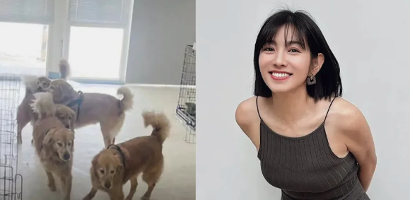 不惜槓上地方首長！米可白「為受虐犬發聲」公開點名他　遭疑蹭流量「她霸氣揭收入來源」