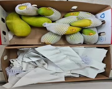 芒果不能直接冰！網友哀嚎「放冰箱口感變了」　農業部解答「少了關鍵一步驟」：否則易腐爛