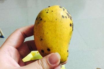 芒果不能直接冰！網友哀嚎「放冰箱口感變了」　農業部解答「少了關鍵一步驟」：否則易腐爛