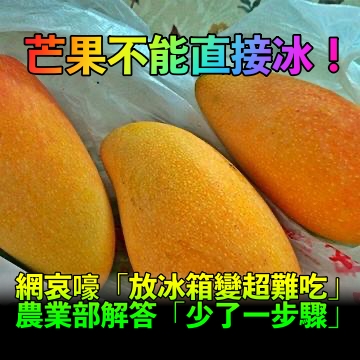 芒果不能直接冰！網友哀嚎「放冰箱口感變了」　農業部解答「少了關鍵一步驟」：否則易腐爛