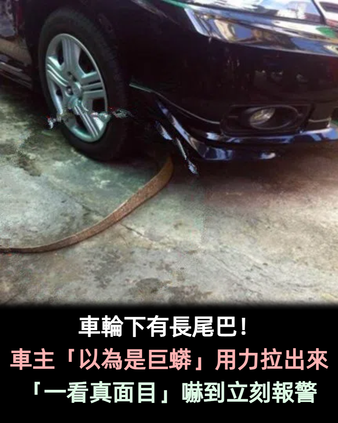 車輪下有條長尾巴!車主「以為是巨蟒」連忙報警 一拉出來「身份曝光」急喊停:車頭差點毀了