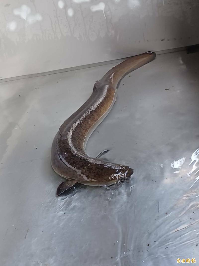 雲林彰化苦哈哈!每尾跌到剩5元「苦嘆不賣賠更多」:飼料錢都不夠