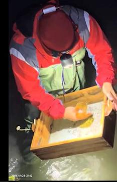 雲林彰化苦哈哈!每尾跌到剩5元「苦嘆不賣賠更多」:飼料錢都不夠