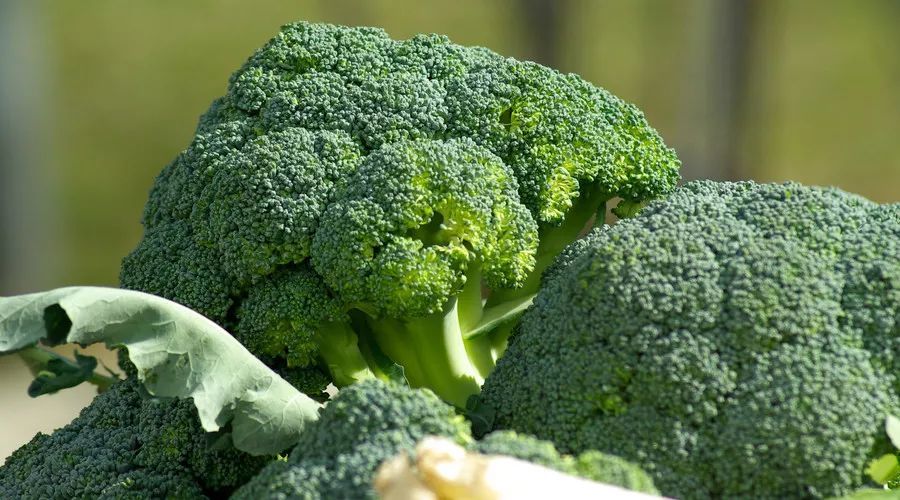 吃到致癌油別怕!醫師揭「3超強食物能排毒」 把握「黃金時間」代謝解毒