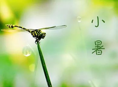 7月7日小暑到!進入夏季下半場「3生肖運勢全面開花」:事業、愛情雙喜臨門