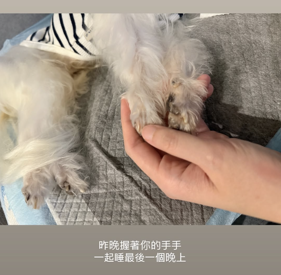 艾成離世4年！王瞳驚爆「再痛失摯愛」　淚喊「為我多撐了620天」：和艾成團圓了