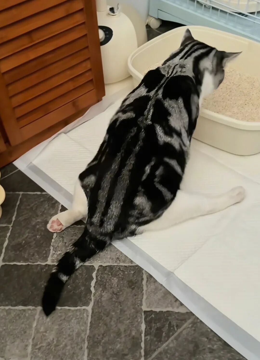 5000隻貓咪癱瘓！飼主痛訴「1品牌飼料害的」業者回應了