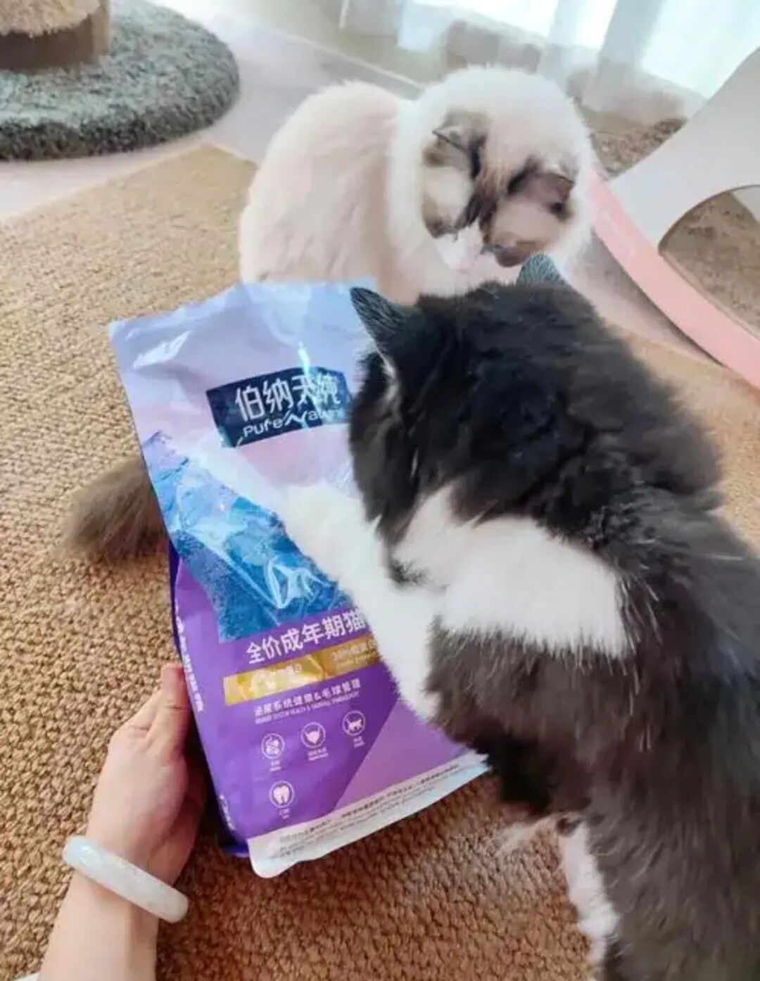 5000隻貓咪癱瘓！飼主痛訴「1品牌飼料害的」業者回應了