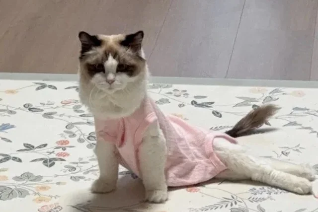 5000隻貓咪癱瘓！飼主痛訴「1品牌飼料害的」業者回應了