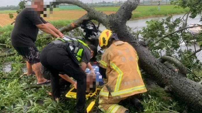巴威首起傷者!雲林路樹遭拔起「猛砸65歲女騎士」緊急送醫