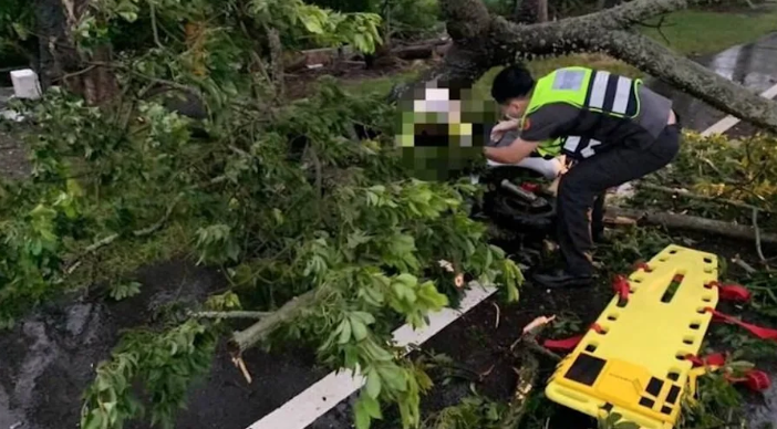 巴威首起傷者!雲林路樹遭拔起「猛砸65歲女騎士」緊急送醫