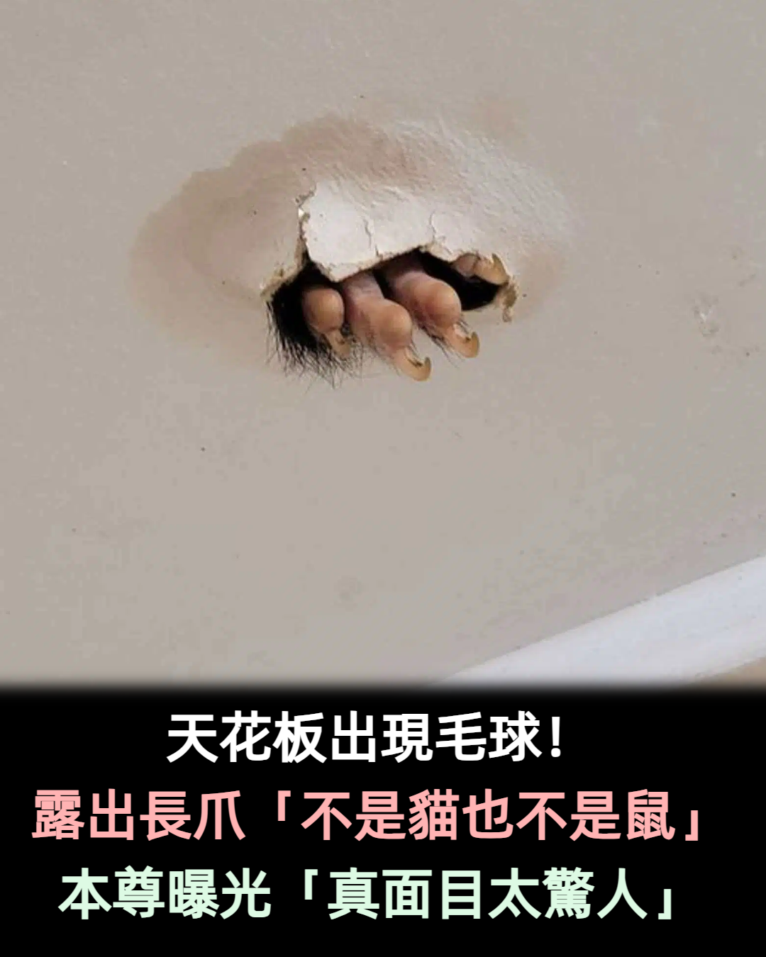 天花板破洞長出「蓬鬆毛球」!好奇戳戳竟伸「呆萌小爪」:吼人家在睡覺啦~