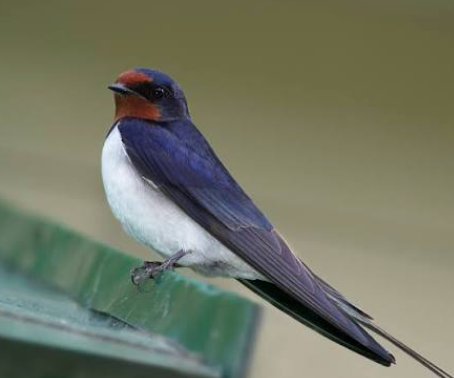 7種動物來家裡「是過世家人帶福運來」