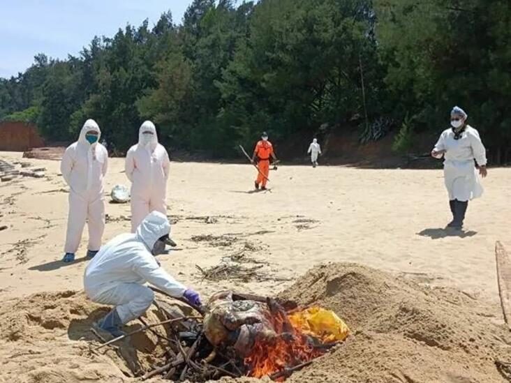 非洲豬瘟又來!海漂豬「確認陽性」賴清德緊急發聲