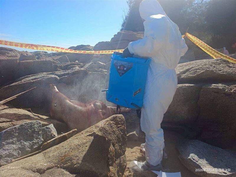 非洲豬瘟又來!海漂豬「確認陽性」賴清德緊急發聲