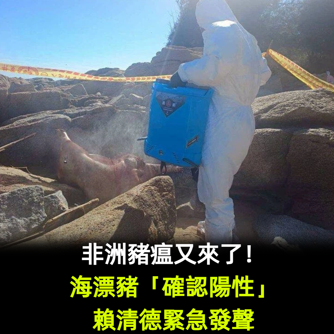 非洲豬瘟又來!海漂豬「確認陽性」賴清德緊急發聲