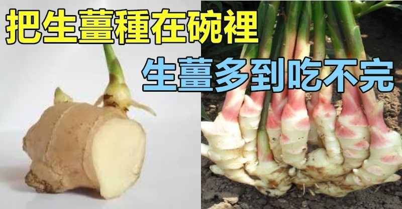 把「生薑」種在碗裡「7天生根發芽」30天長成盆栽「1棵就吃不完」