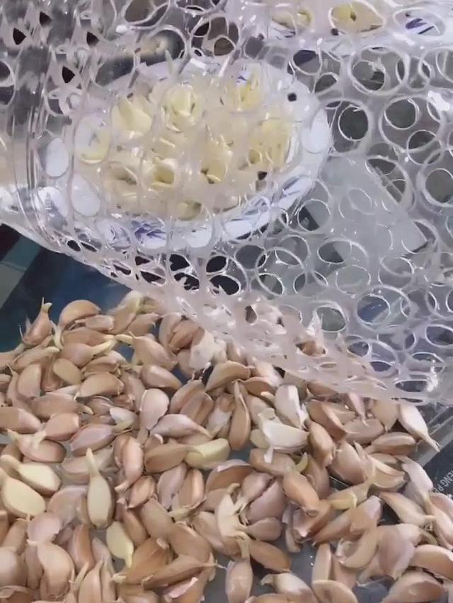 農村大嫂教你用「塑膠桶」種蒜苗，半個月後大豐收，又甜又好吃！