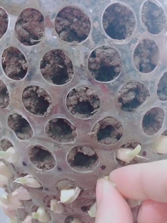 農村大嫂教你用「塑膠桶」種蒜苗，半個月後大豐收，又甜又好吃！