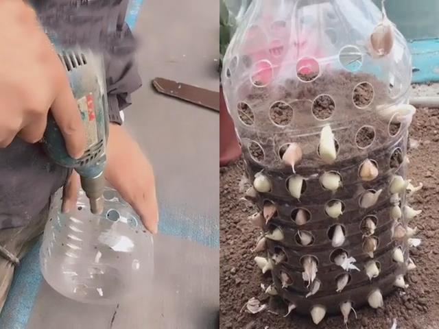 農村大嫂教你用「塑膠桶」種蒜苗，半個月後大豐收，又甜又好吃！