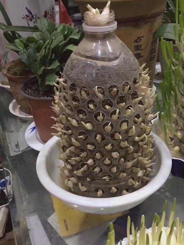農村大嫂教你用「塑膠桶」種蒜苗，半個月後大豐收，又甜又好吃！