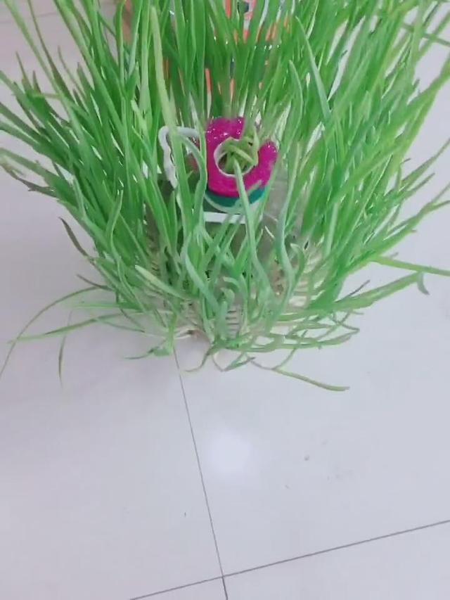 農村大嫂教你用「塑膠桶」種蒜苗，半個月後大豐收，又甜又好吃！