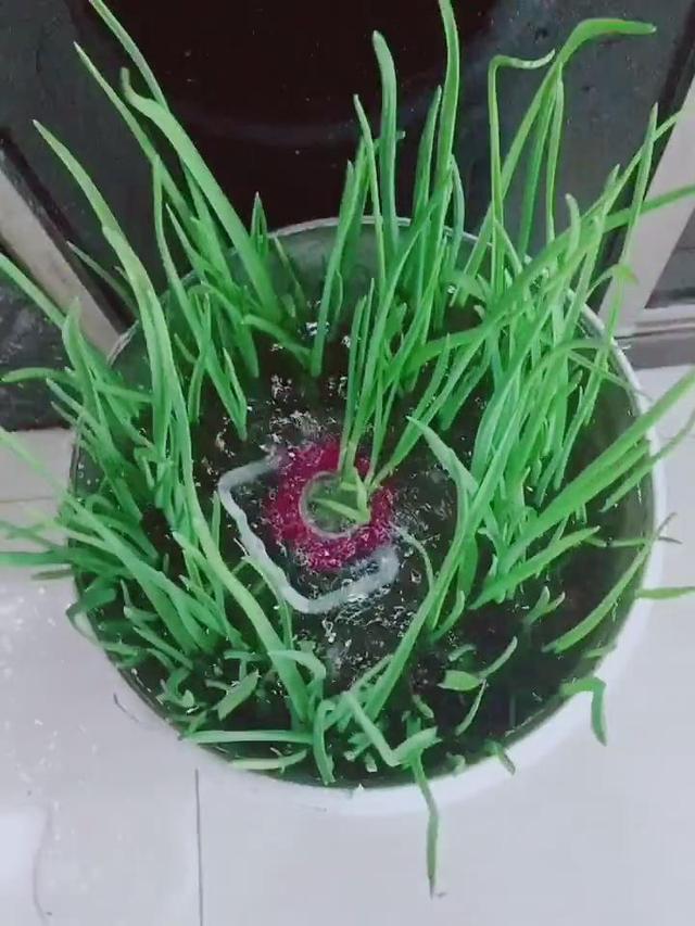 農村大嫂教你用「塑膠桶」種蒜苗，半個月後大豐收，又甜又好吃！