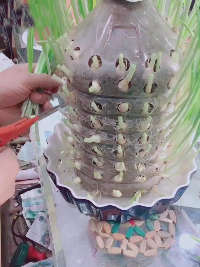 農村大嫂教你用「塑膠桶」種蒜苗，半個月後大豐收，又甜又好吃！