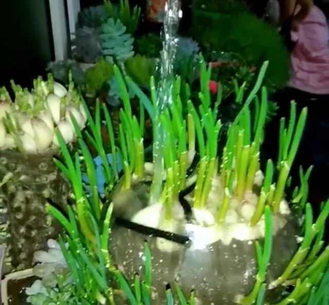 農村大嫂教你用「塑膠桶」種蒜苗，半個月後大豐收，又甜又好吃！