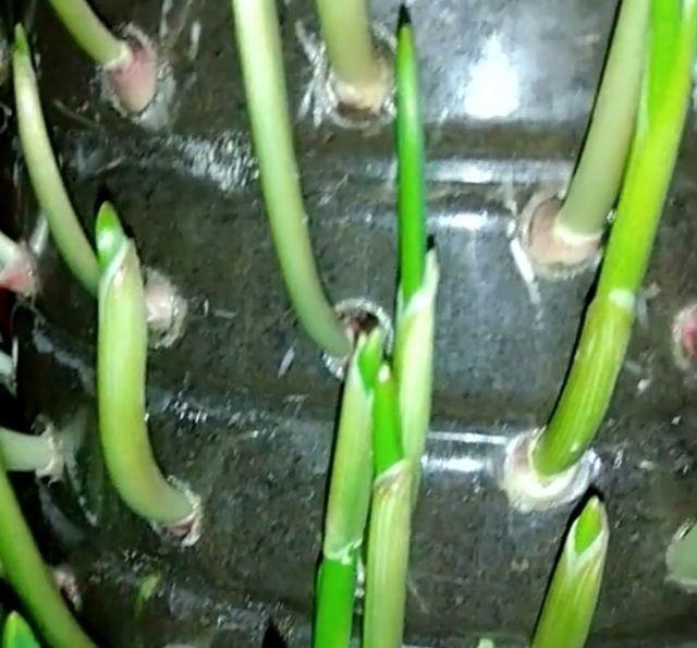 農村大嫂教你用「塑膠桶」種蒜苗，半個月後大豐收，又甜又好吃！