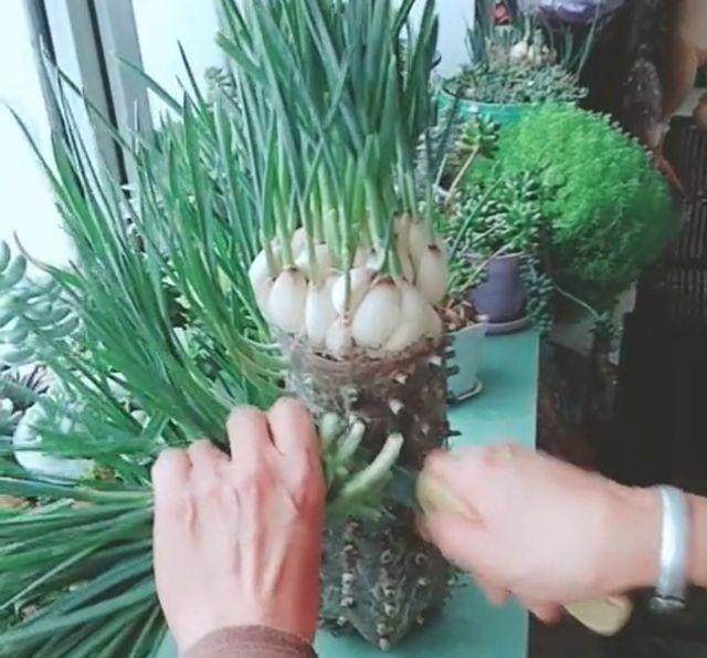 農村大嫂教你用「塑膠桶」種蒜苗，半個月後大豐收，又甜又好吃！