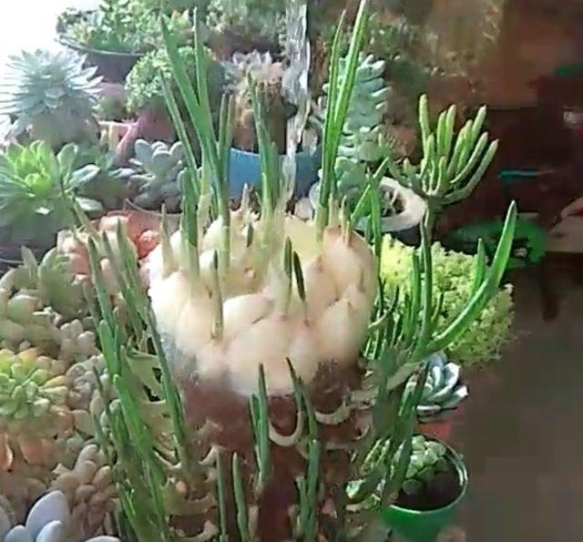 農村大嫂教你用「塑膠桶」種蒜苗，半個月後大豐收，又甜又好吃！